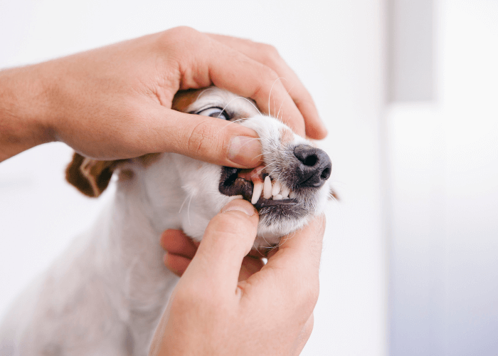 Dog dental checkup