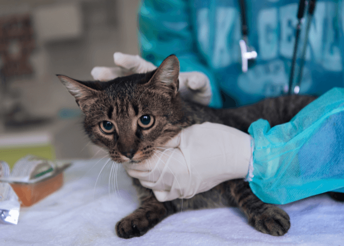 Cat in the hands of vet