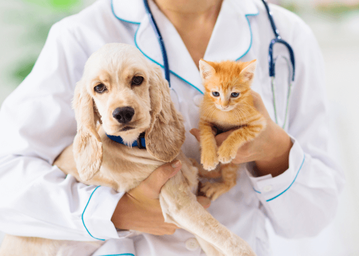 Dog and cat in the hands of vet