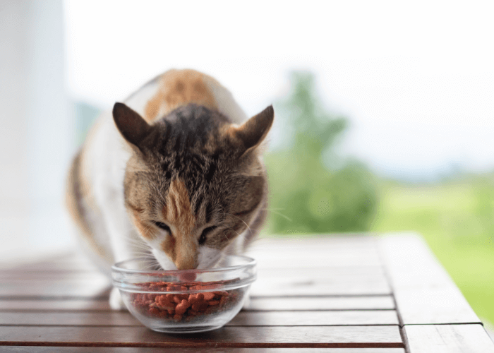 Cat having nutritional food