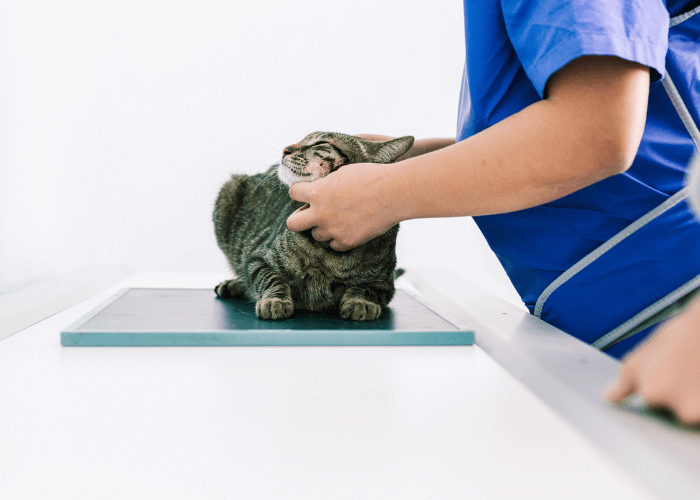X-ray of cat being taken by vet