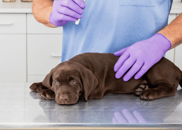 Dog before spay procedure