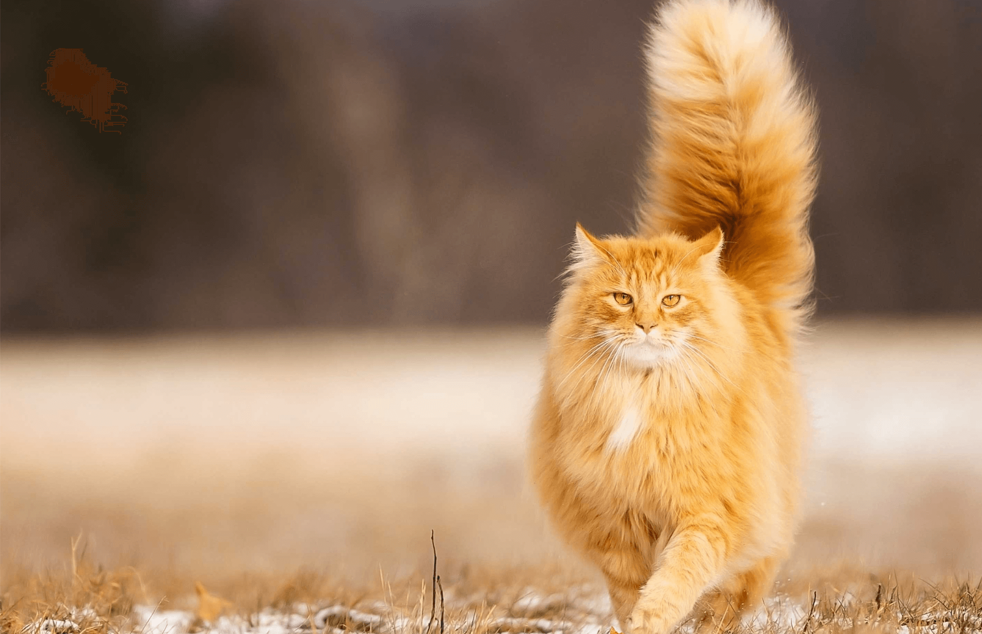 Punta Gorda, FL Veterinary Services New Hope Pet Hospital